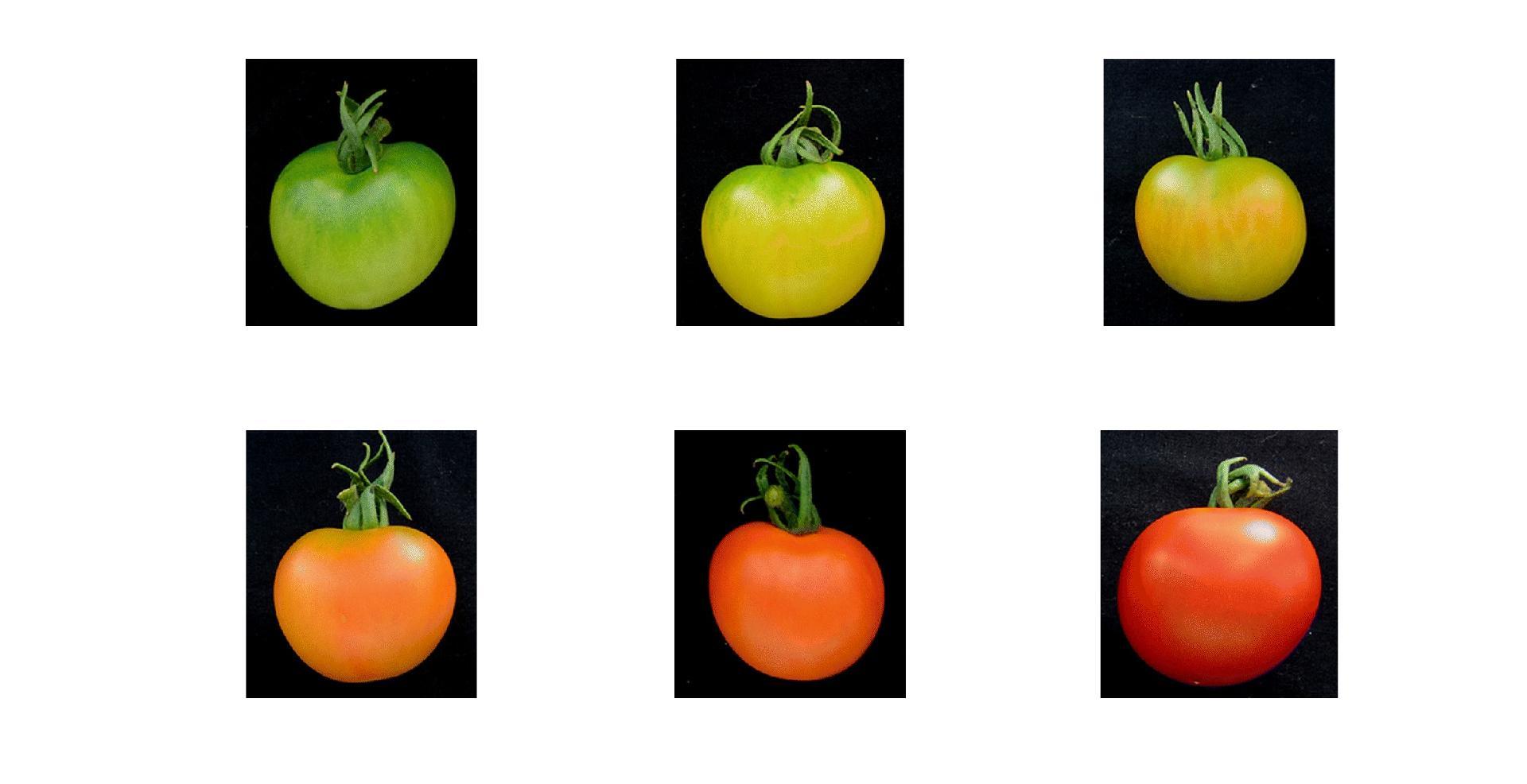 tomato pictures
